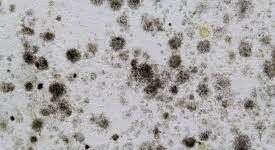 toxicmold